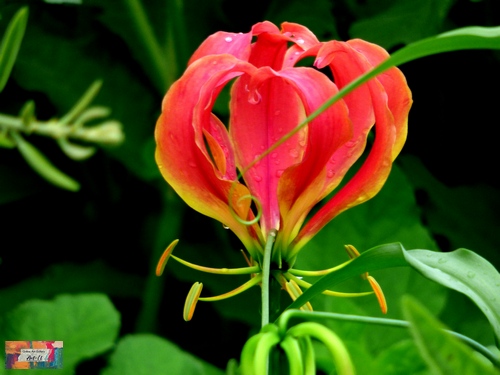 Red flame -Africa
